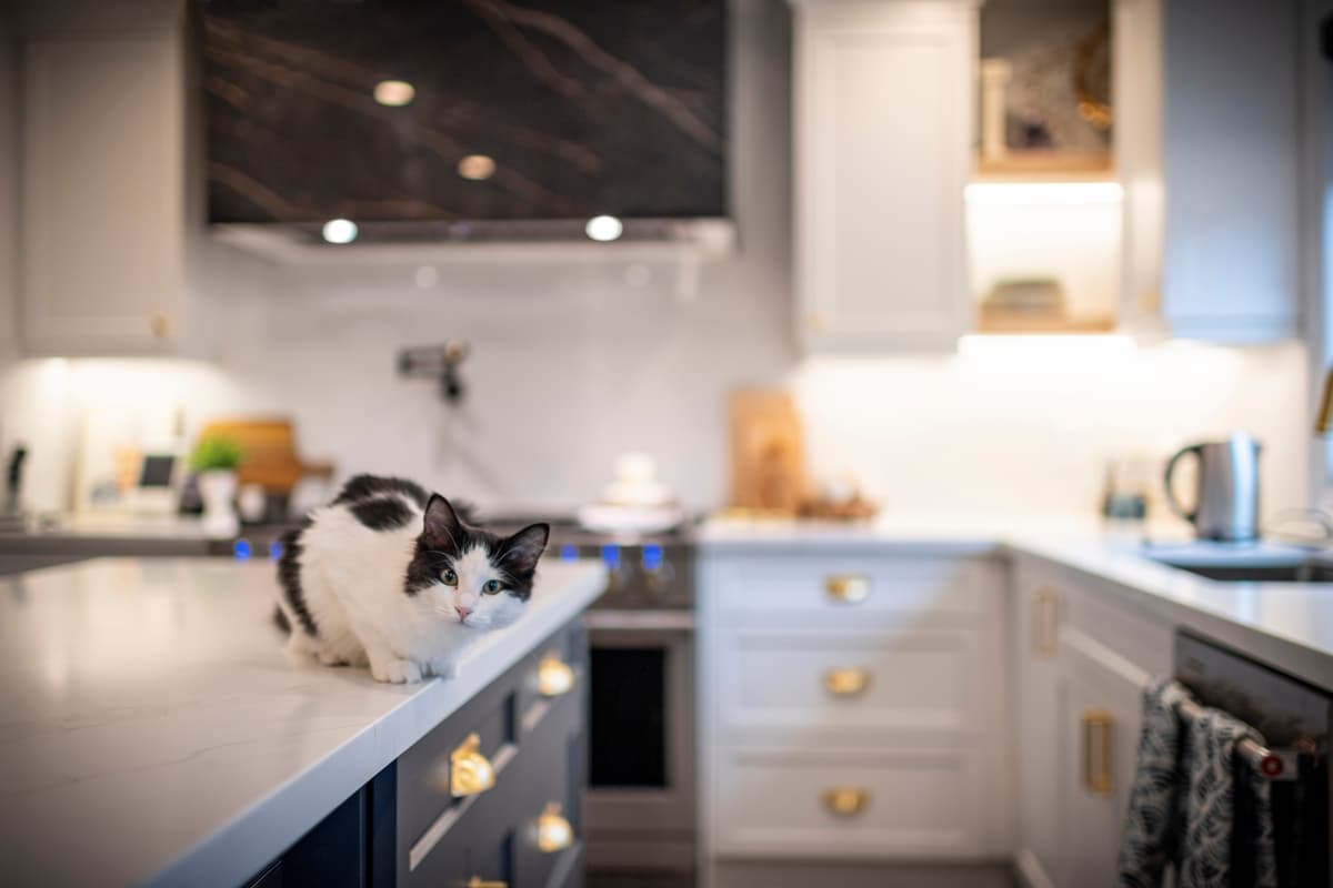 Glass door open shelf cabinets in a Mississauga kitchen renovation